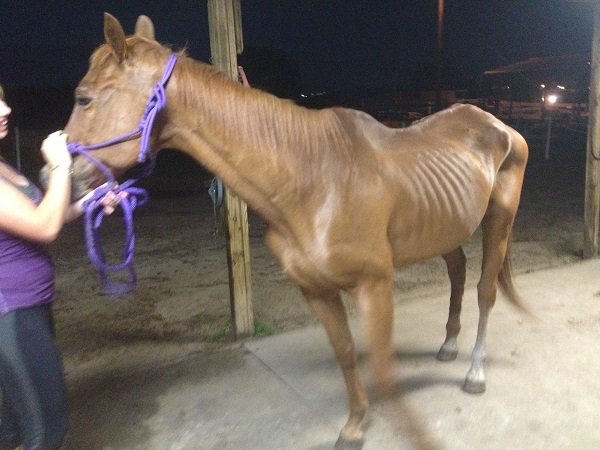 Horse Rescue Orlando