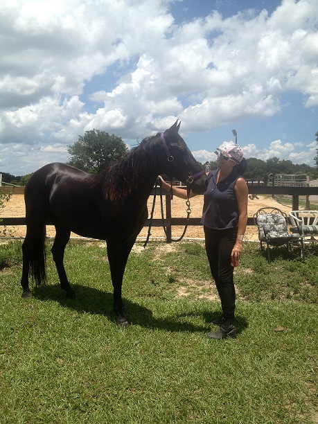 Rescue Horse