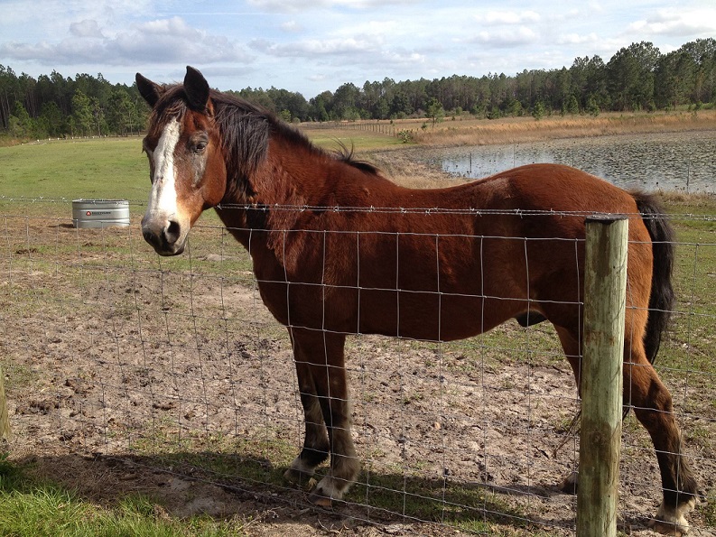 Marley - Meet our Horses